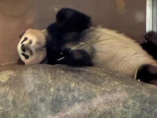 IMG_1441.jpeg